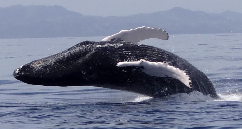 Excursions baleines samana